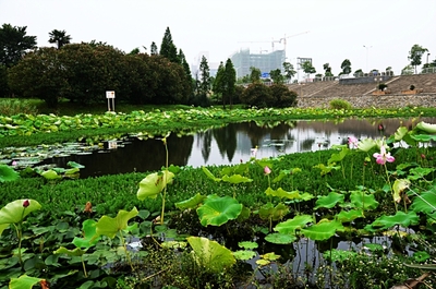 夏日荷花别样红---南昌红谷滩湿地公园赏荷