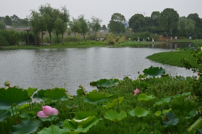 夏日荷花别样红---南昌红谷滩湿地公园赏荷