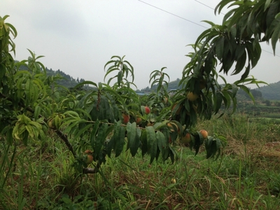 周末回空气呼吸新鲜葡萄,桃子,梨子,农村,各种水视频下载成人图片