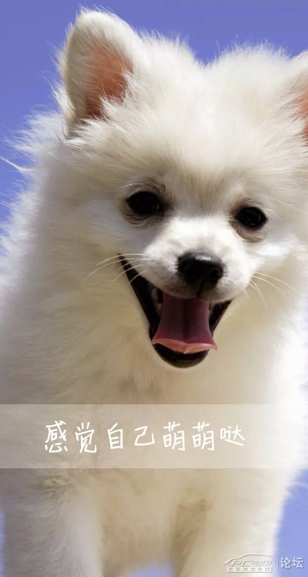感觉自己萌萌哒