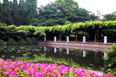 游览上海郊区景点《嘉定紫藤园》