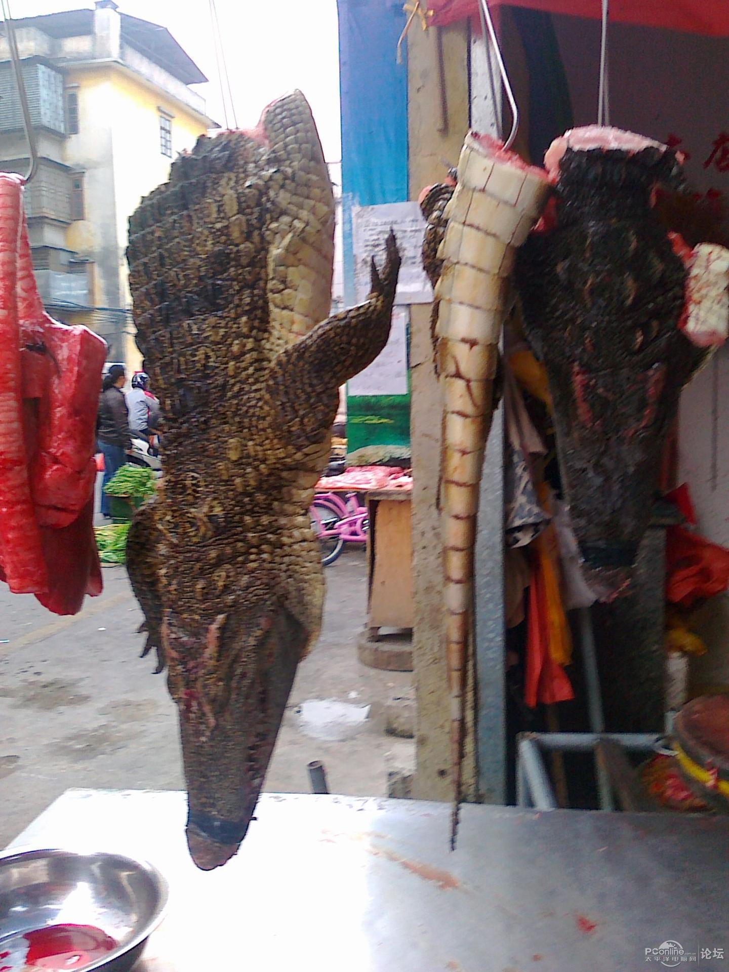 In 长沙，在有孔雀的庭院里吃鳄鱼肉是种怎样的体验？ - 知乎