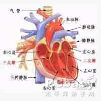 先天性心血管病是先天性畸形中最常见的一类,是胎儿时期心脏血管