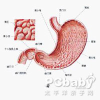 概述                      胃痛是指仅见于胃肠道与胃液接触部位的