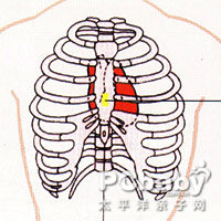 母婴健康库 症状库 胸部 串珠肋 串珠肋 概述症状 串珠肋 概述