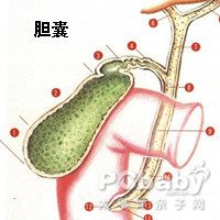 胆道梗阻病人的粪便是 a.米泔水样便b.暗红血样便c.白陶土样便d.