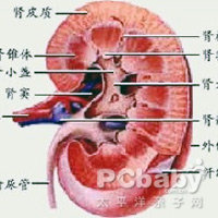 常见的引起尿路阻塞的原因如下.