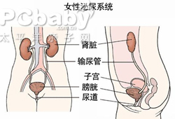 尿道肉阜