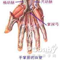 概述概述                      前臂动脉损伤主要表现为手部血供部分