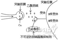 无中枢副作用的h1受体阻断药是 a.苯海拉明b.异丙嗪c.氯苯那敏d.