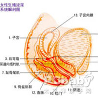 外阴尤因肉瘤