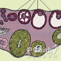 卵巢透明细胞肿瘤