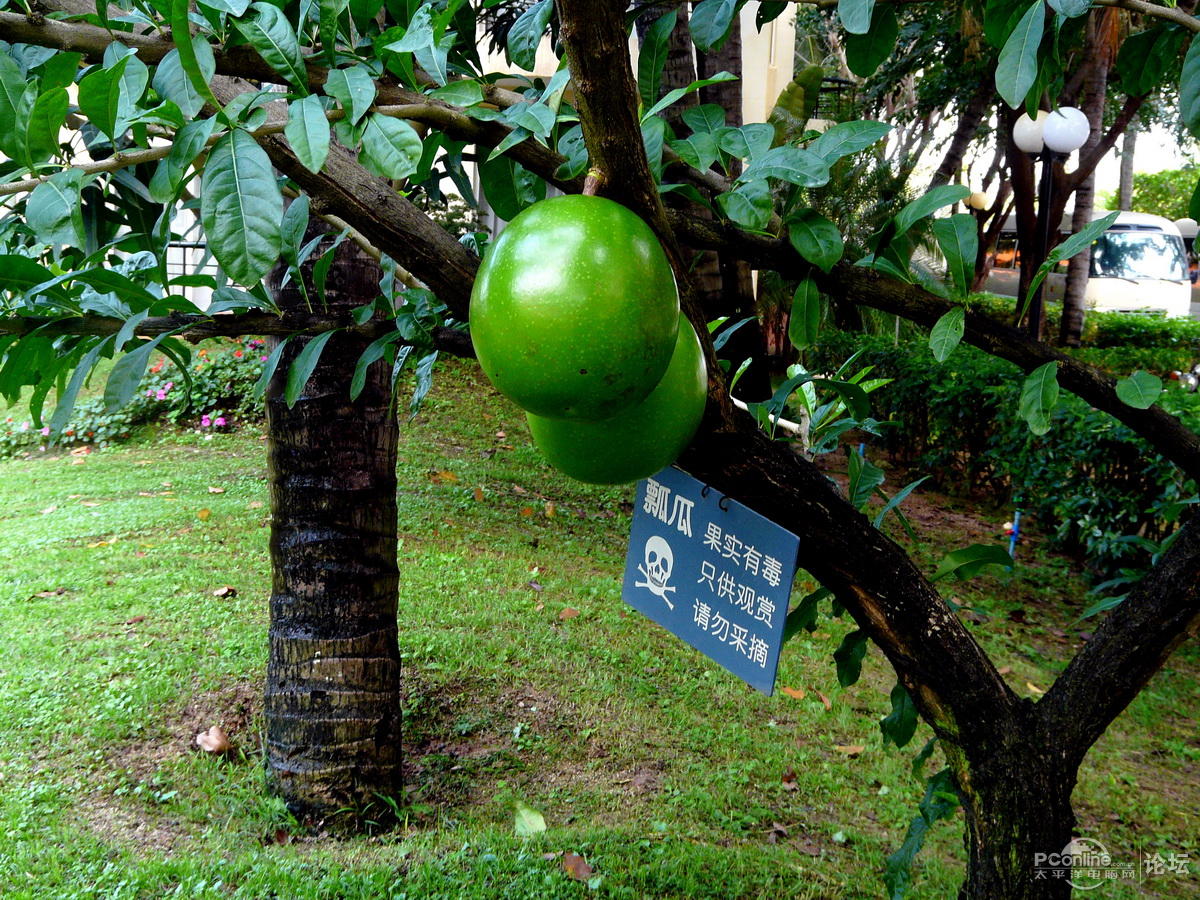 再给你看一个珍稀热带植物--瓢瓜(铁西瓜、炮弹果)