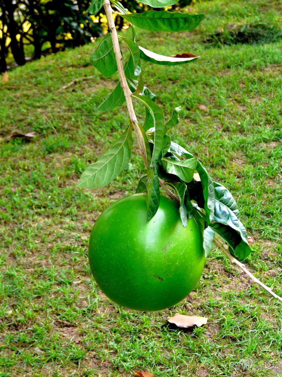 再给你看一个珍稀热带植物--瓢瓜(铁西瓜、炮弹果)