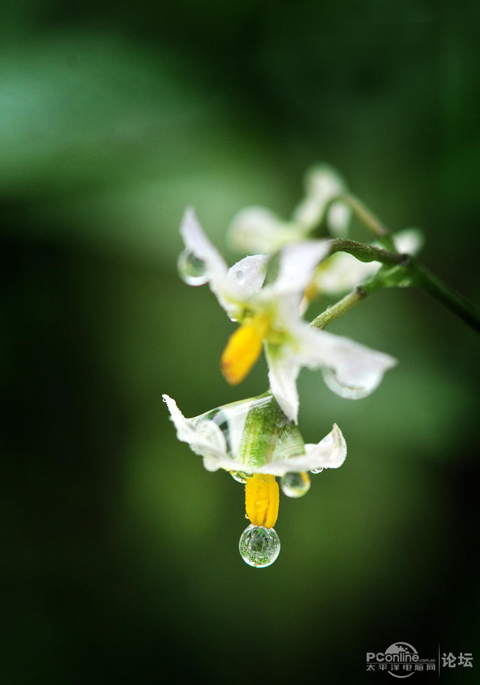 [春]雨后花草(微距)