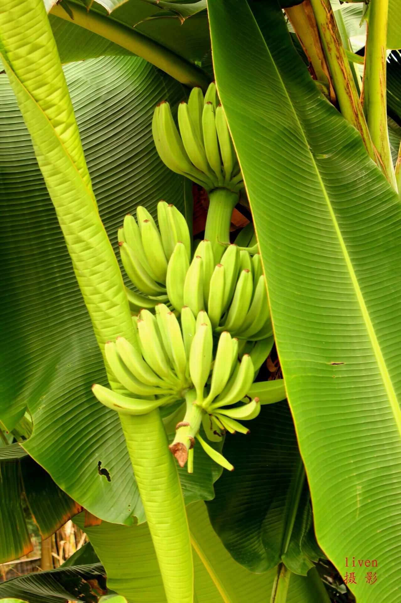 苹果蕉 新鲜香蕉 粉蕉 芭蕉皇帝蕉-阿里巴巴