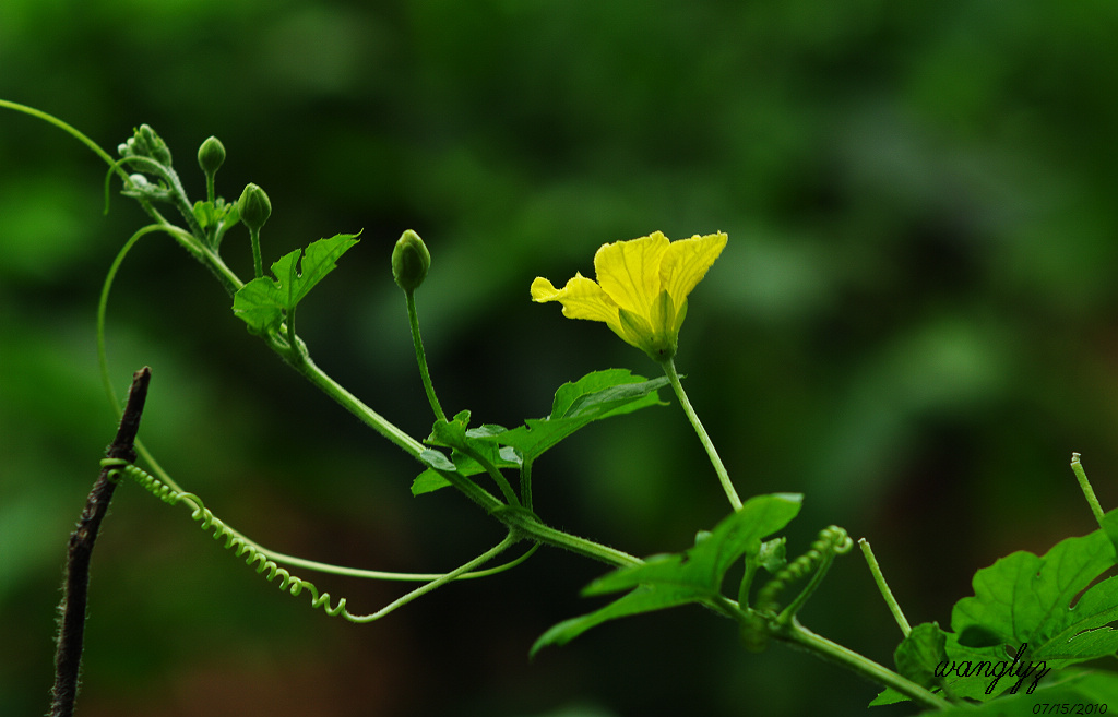 苦瓜花