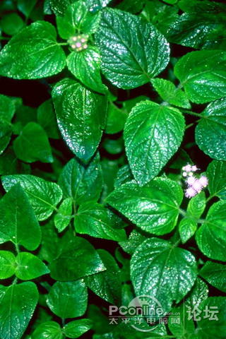 〖iphone精选壁纸分享〗【植物】@绿色养眼 系列一