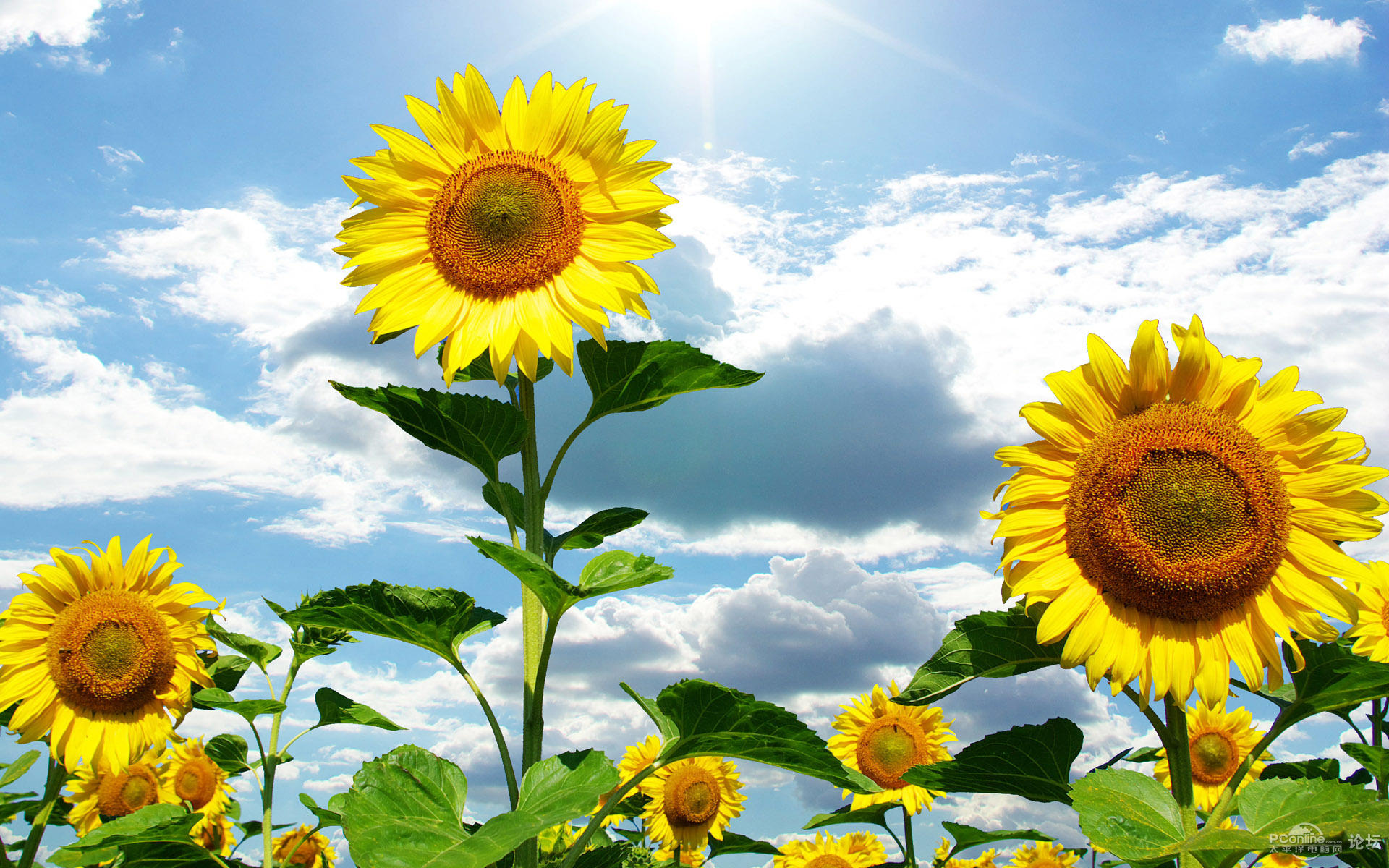 Royalty-free Photography Icon - Clear sunflowers png download - 1024* ...