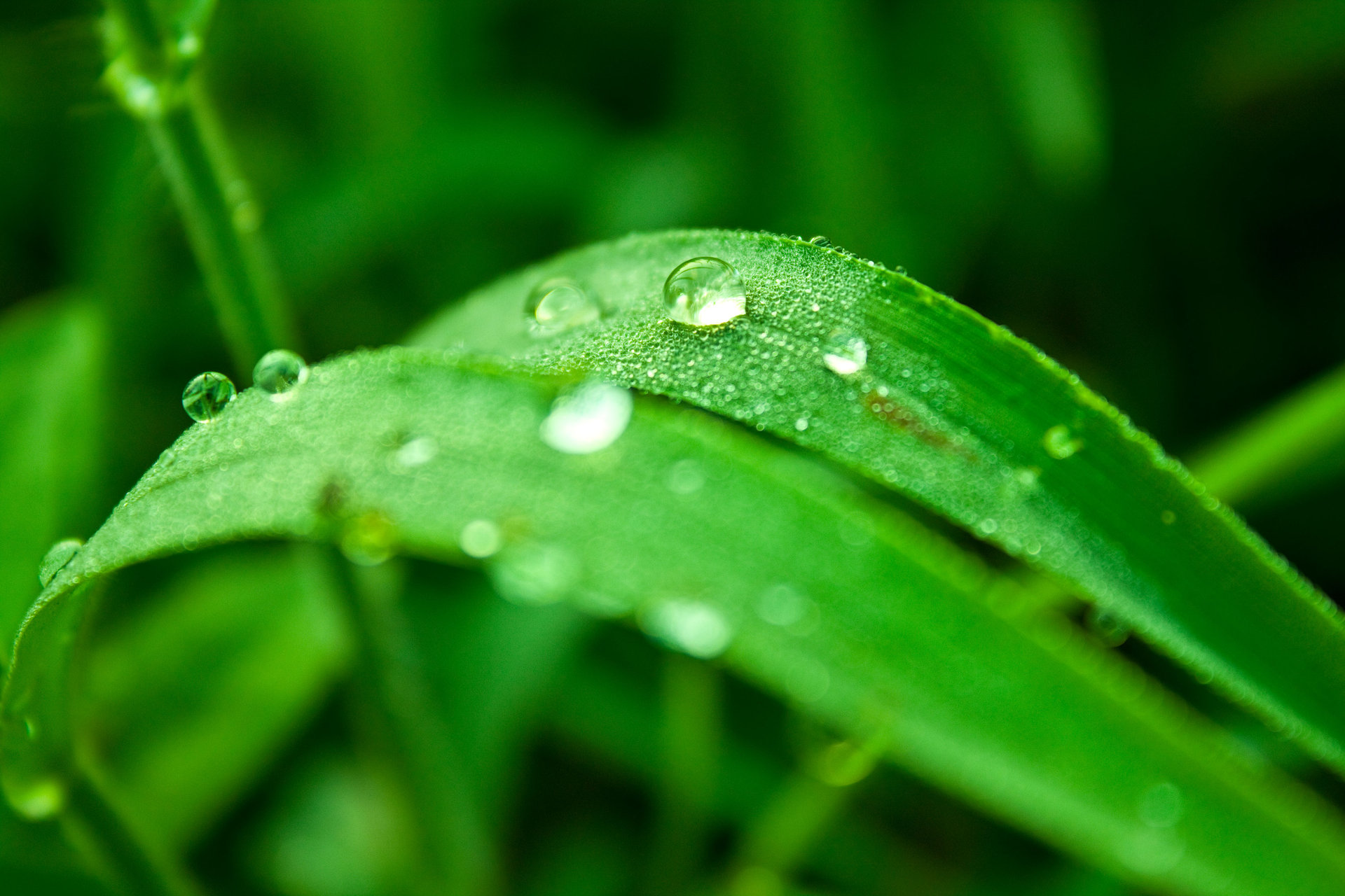 清晨雨露