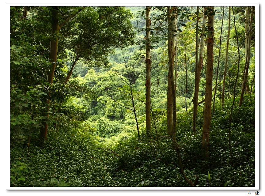 山林茂密