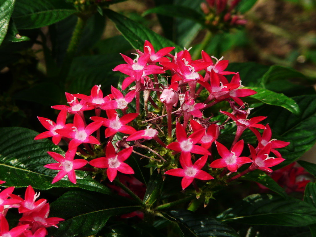 繁星花(也是一种五星花)