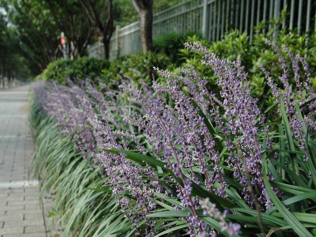 麦冬花