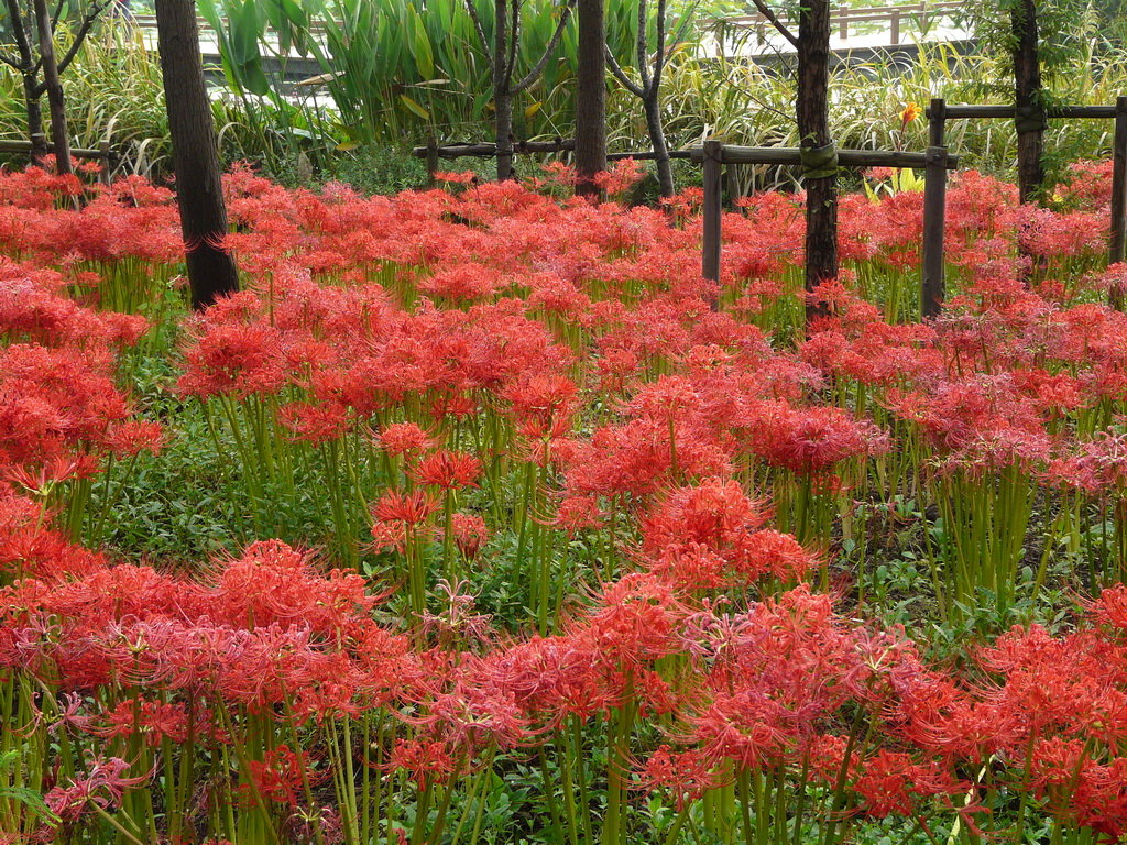 国庆要火红,再发红花石蒜