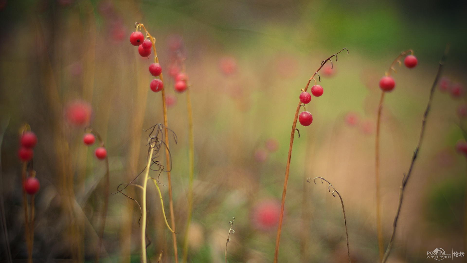 高清精美植物摄影单反朦胧宽屏壁纸2_笔记本