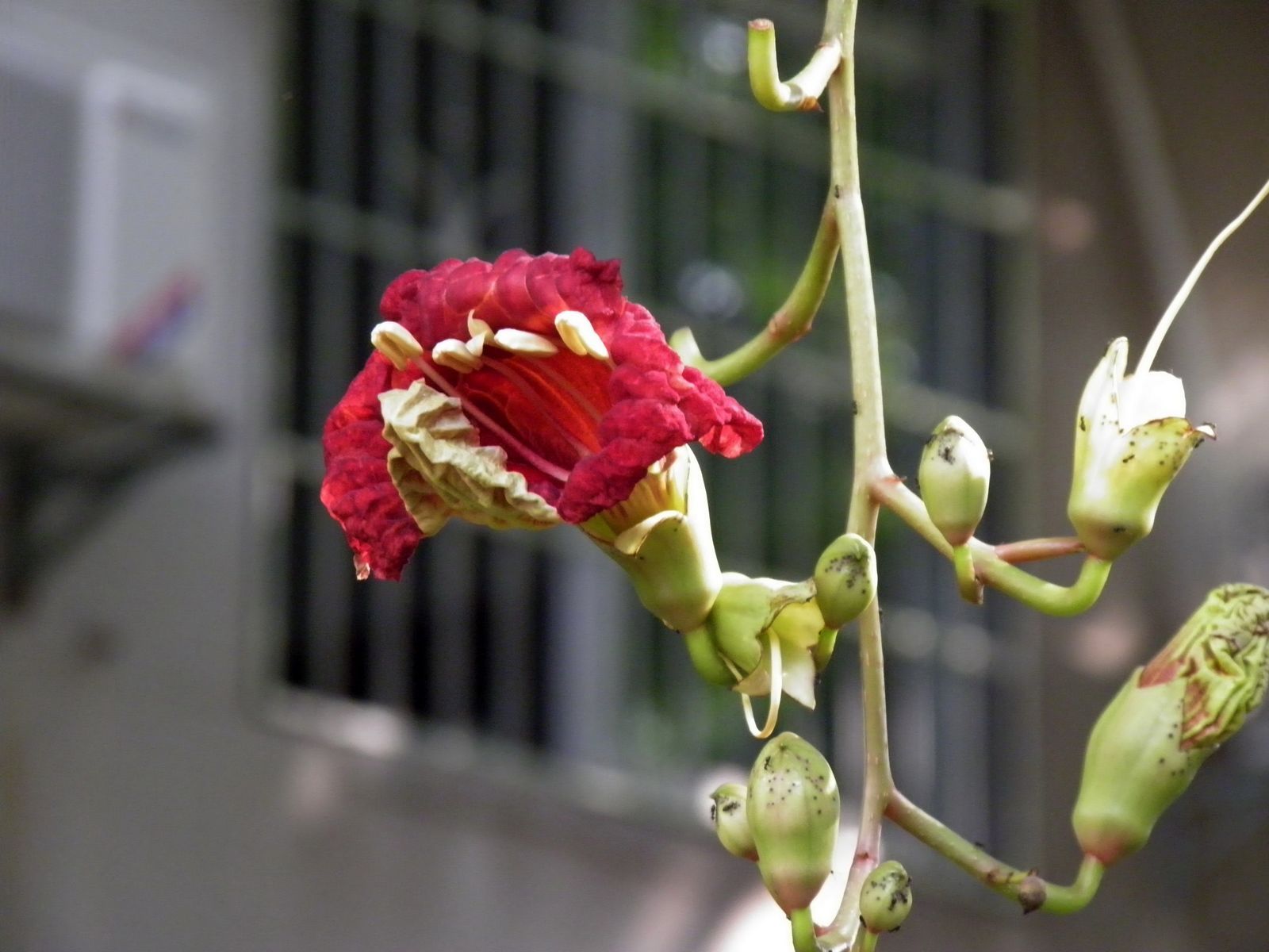 吊瓜树花与果