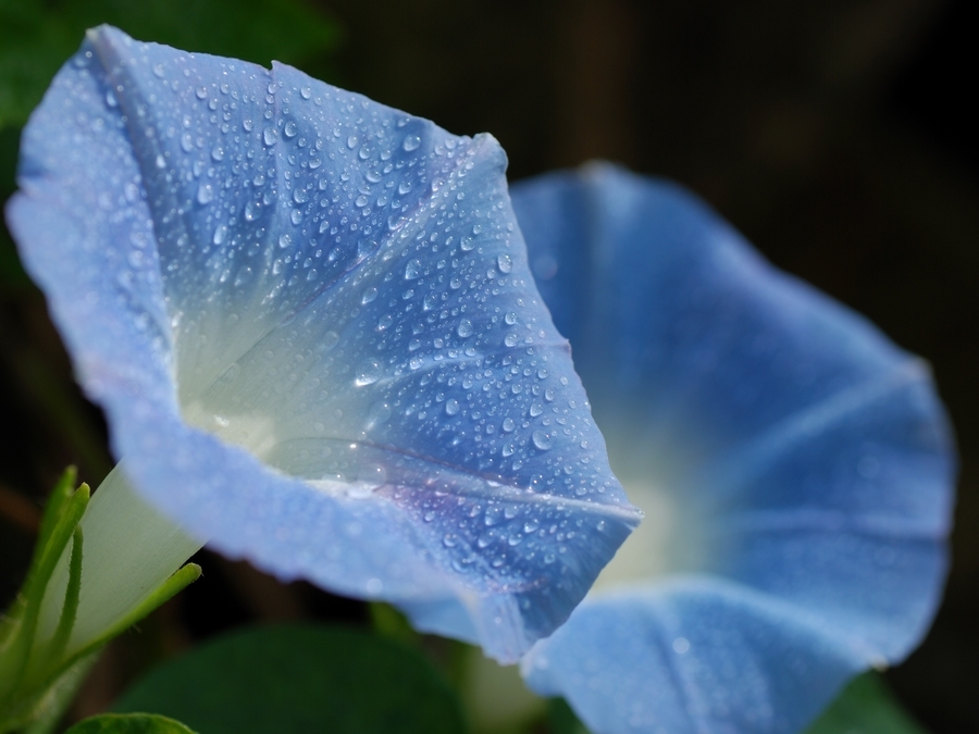 蓝色的牵牛花(多图)