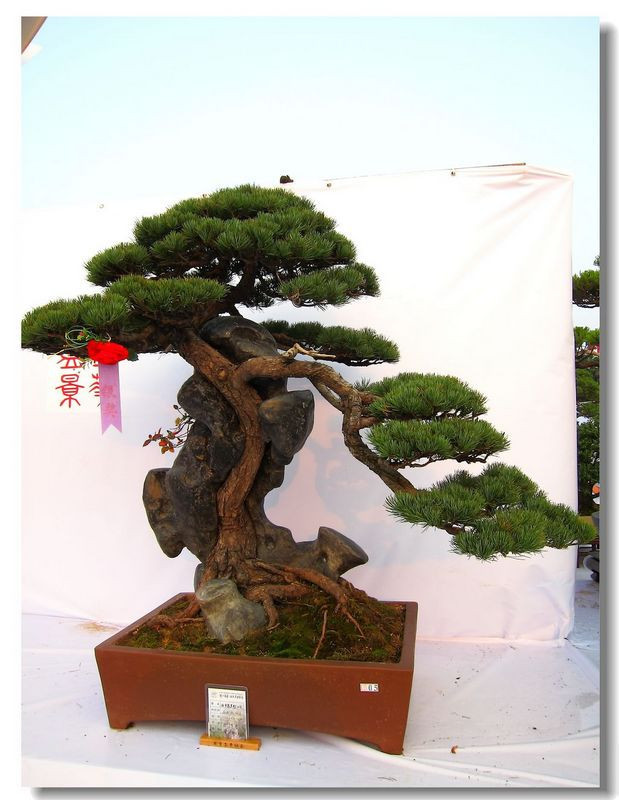 盆景 世界 盆景 展 金奖 盆景 小 菊 盆景 展 三 潮汕 ...