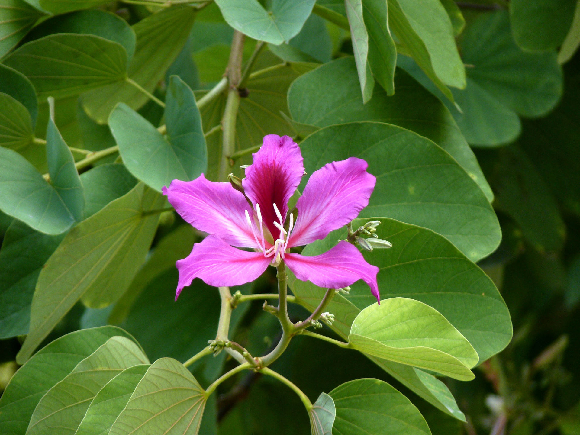 Melastomataceae 花 紫色的 - Pixabay上的免费照片 - Pixabay