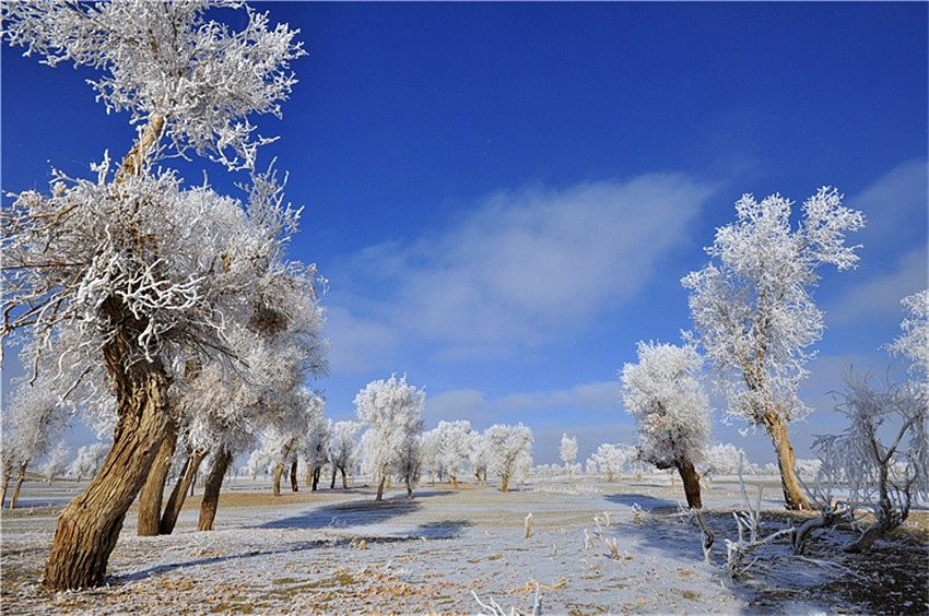 新疆沙漠雪后胡杨魂