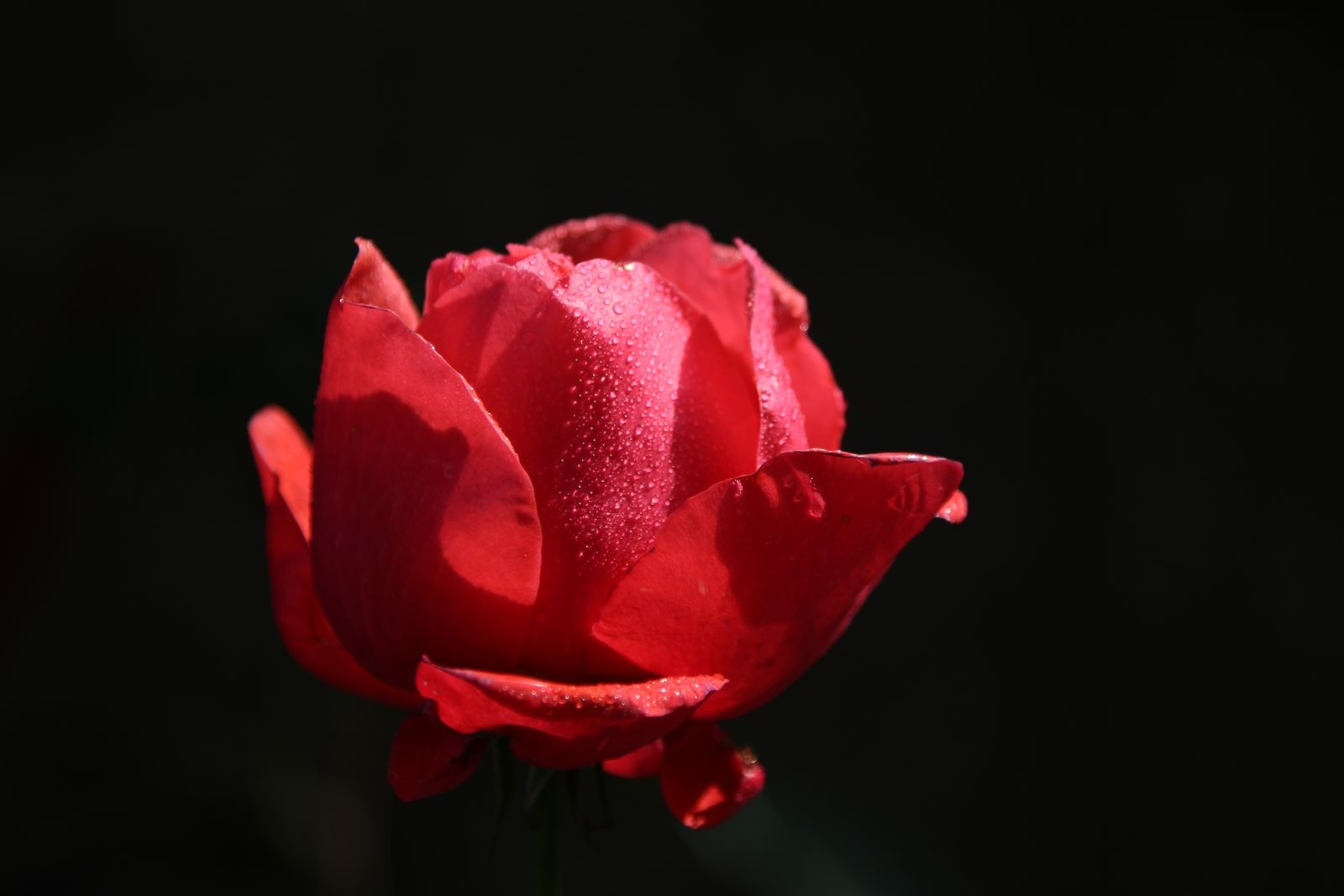黑玫瑰花摄影图片-黑玫瑰花摄影作品-千库网