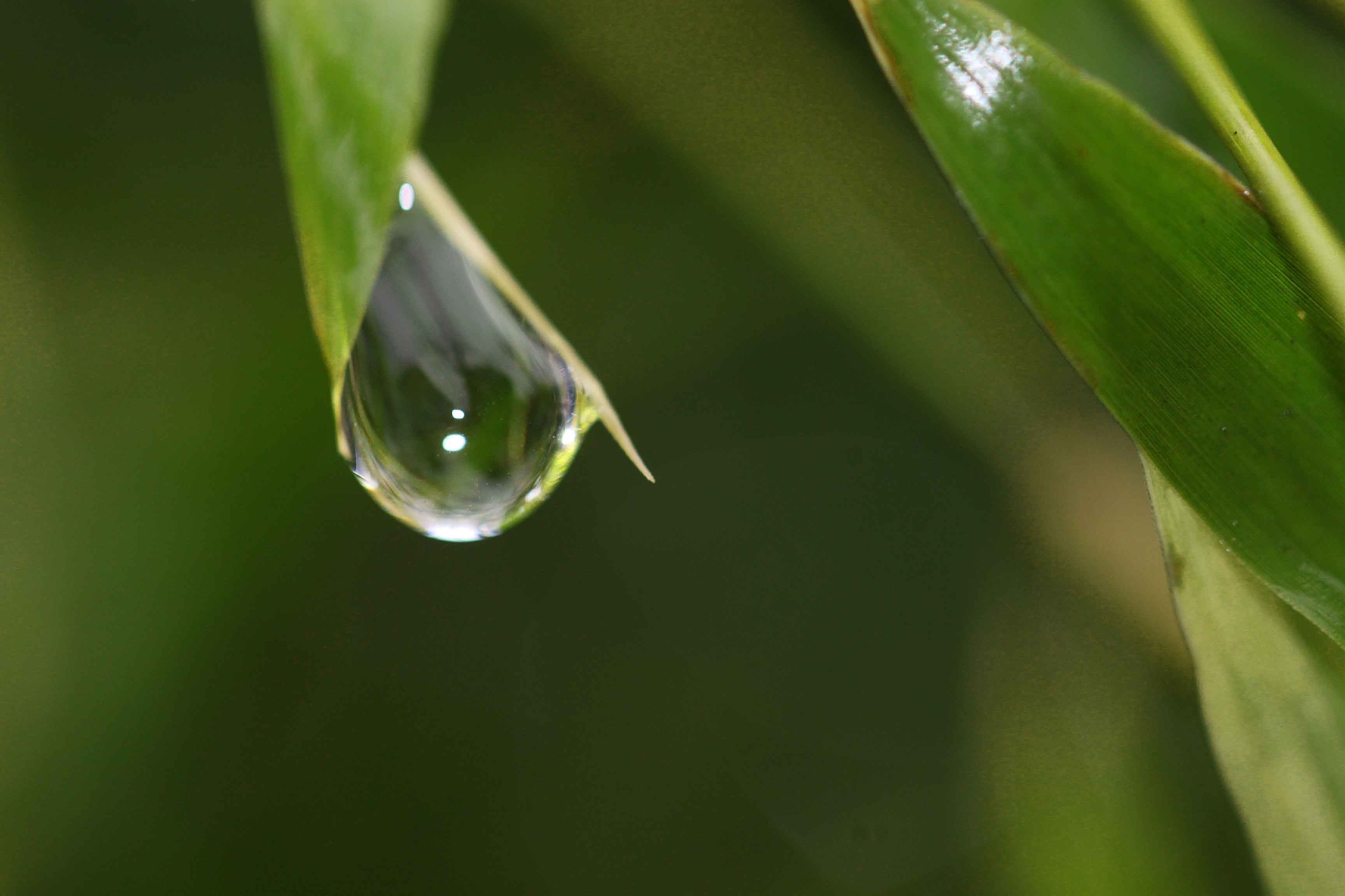 雨露