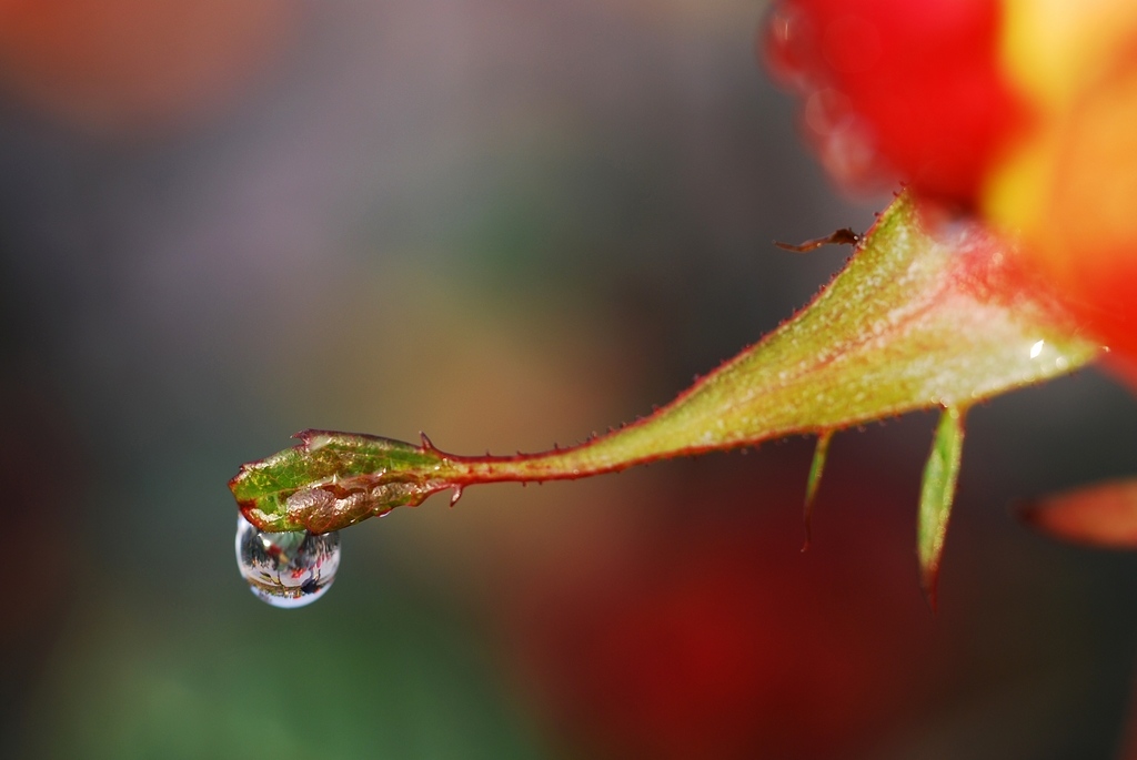 微距:玫瑰花上情人的眼泪