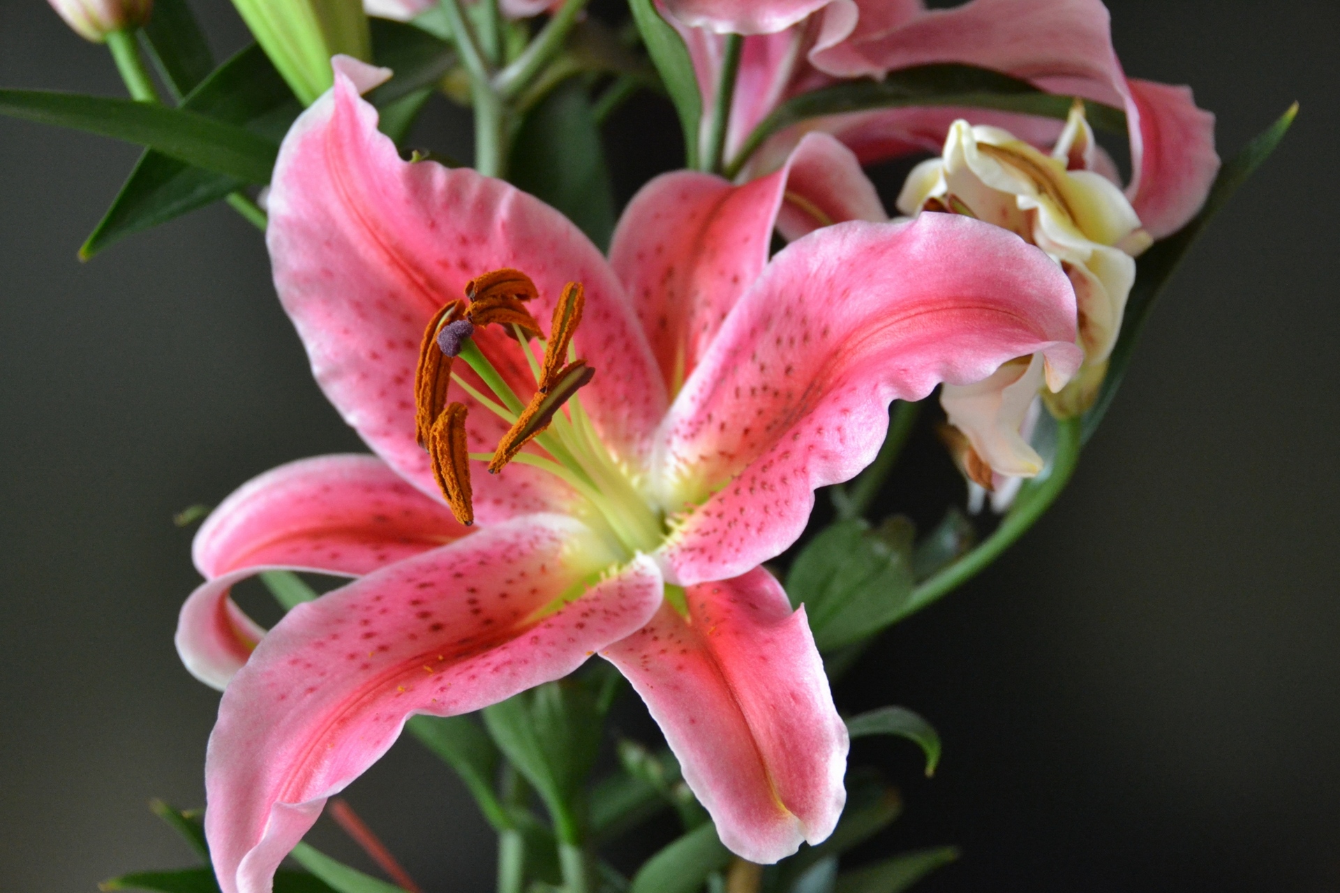 好运花——"百合花