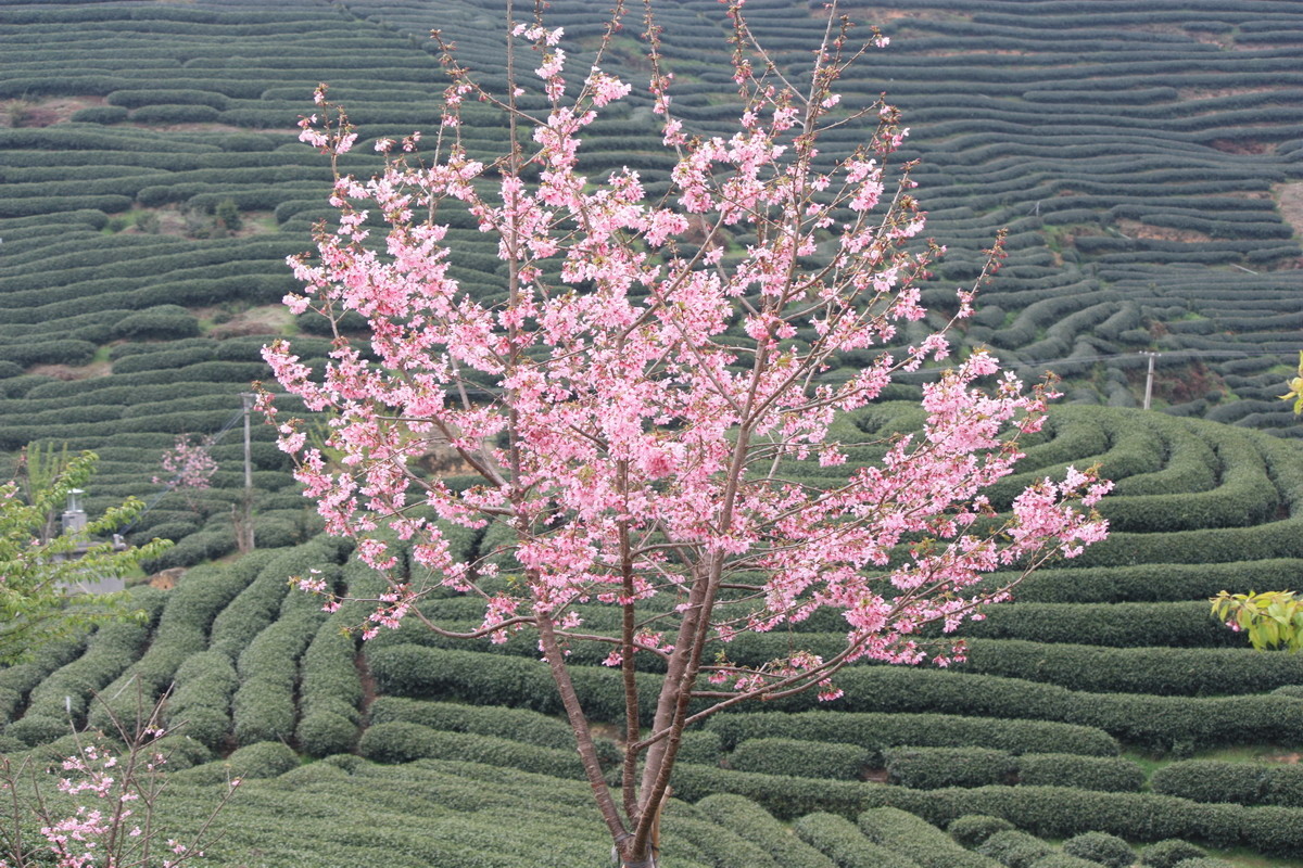永福茶园的山樱花