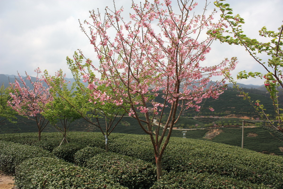 永福茶园的山樱花