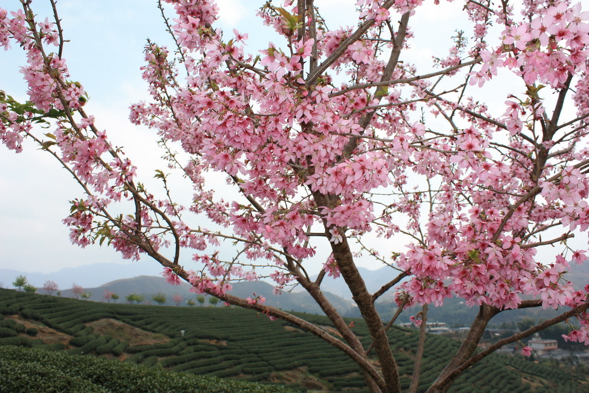 永福茶园的山樱花