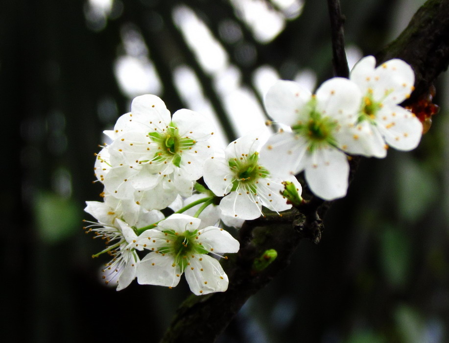 洁净的李子花