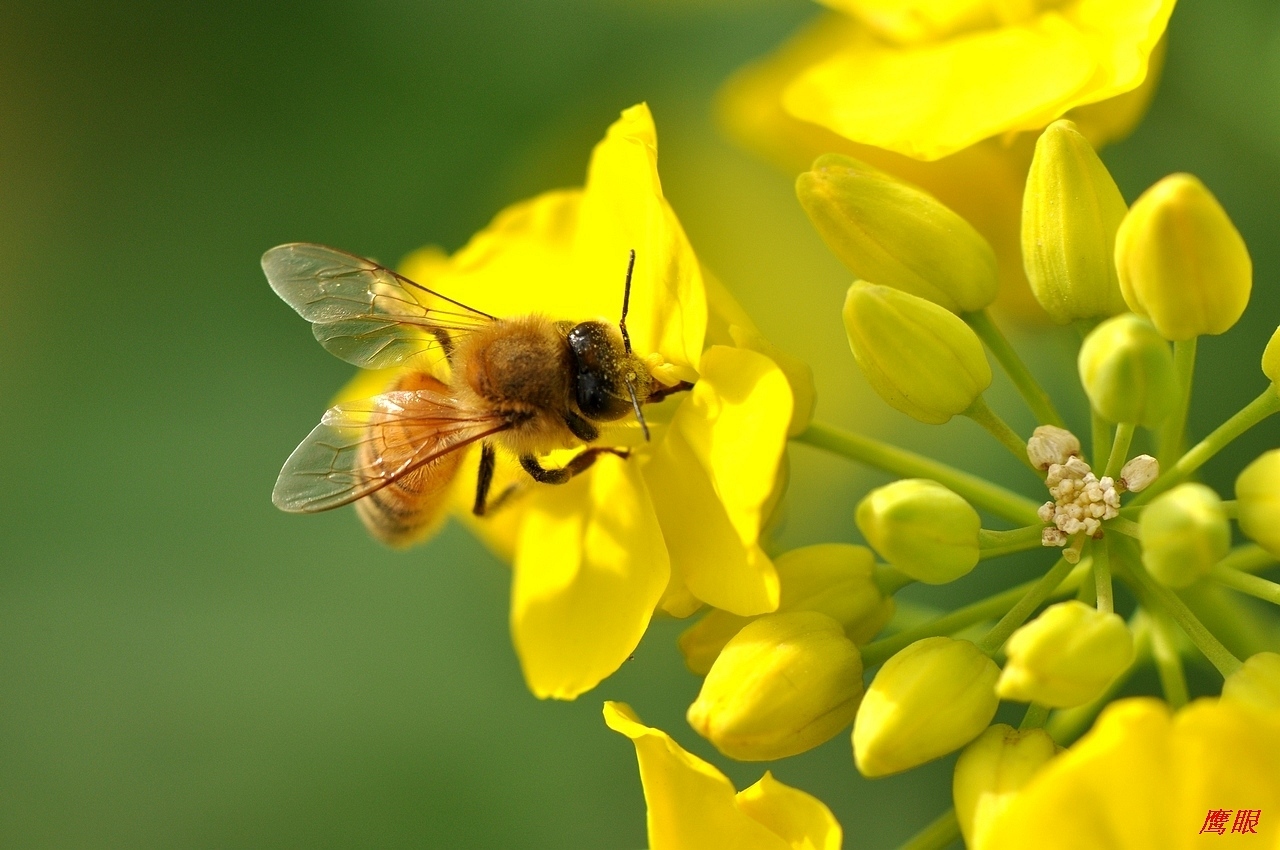 d90 + 微拍镜头105\/2.8拍摄---春花和蜜蜂