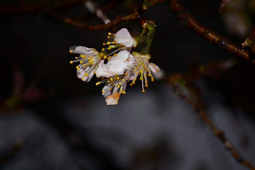 雨中残花