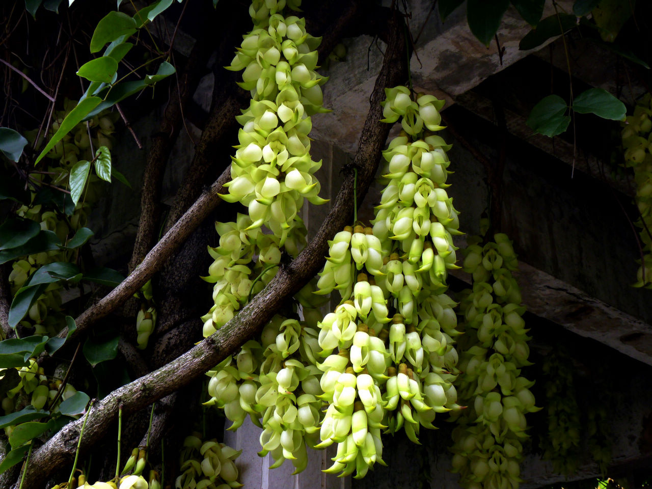 白花油麻藤_白花油麻藤图片