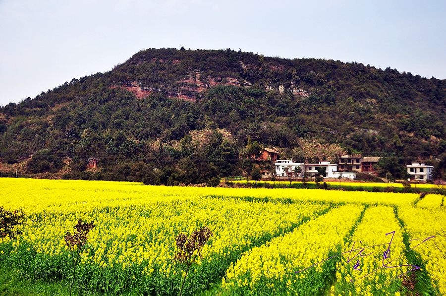 萍乡东桥镇油菜花