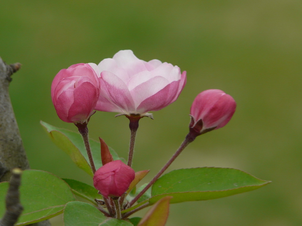春天最美的花--西府海棠
