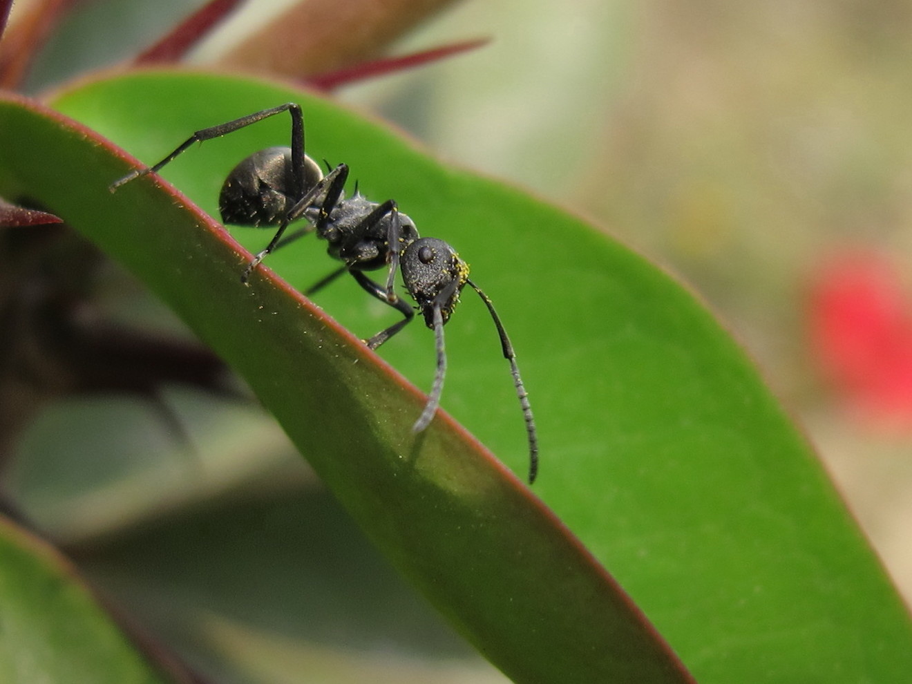 觅食艰辛 ( 蚂蚁)_佳能G12论坛