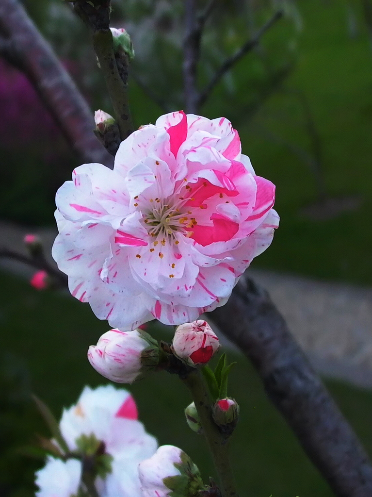 双色桃花