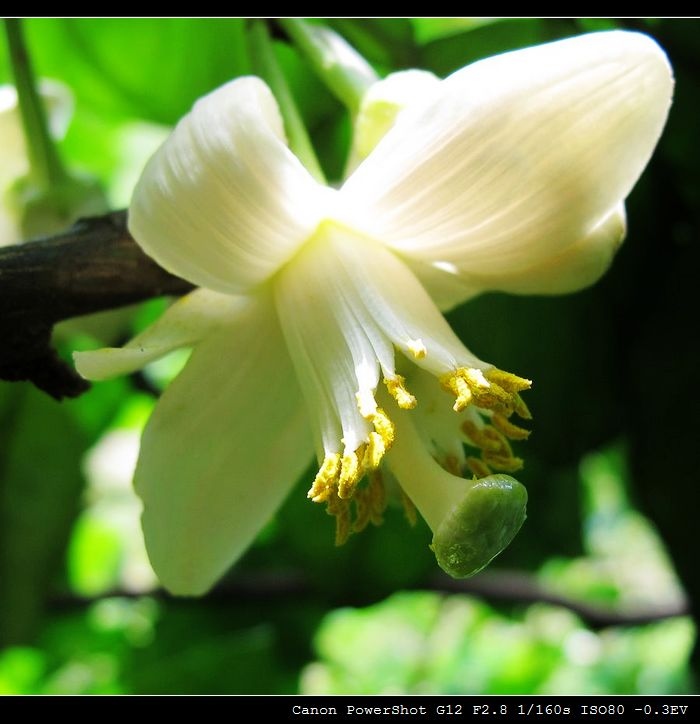 柚子花